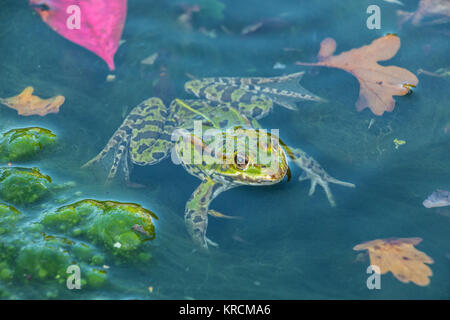 La grenouille verte dans l'eau pleine de frogspawn Banque D'Images