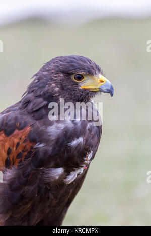 Close up of brown eagle Banque D'Images