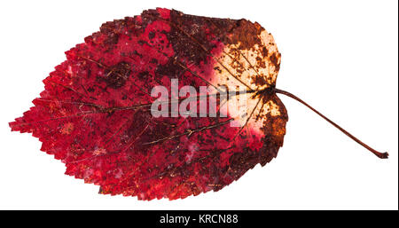 Red de feuilles séchées d'érable à feuilles de frêne isolé Banque D'Images
