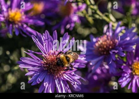 Bourdon sur fleur violette sur le champ vert du parc Banque D'Images