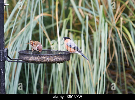 Bouvreuil (Pyrrhula pyrrhula) (Droite) & House Sparrow (Passeridae) (à gauche) sur un jardin mangeoire pour oiseaux Banque D'Images
