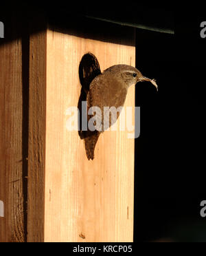 Un Troglodyte mignon (Troglodytes troglodytes) ramener de la nourriture, un jeune (Forficula auricularia) perce-oreilles à l'entrée de son nid Banque D'Images