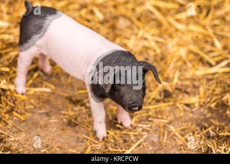 Bébé cochon de race allemande Banque D'Images