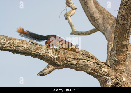 Malabar géant écureuil dans un arbre Banque D'Images