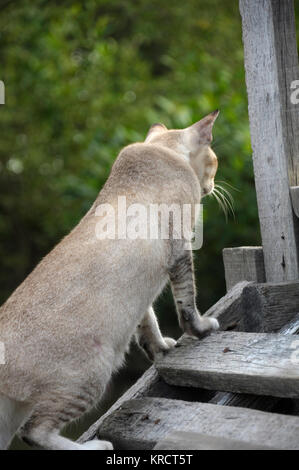 Chat de couleur gris-bleu, femme debout sur un pont de bois. Banque D'Images