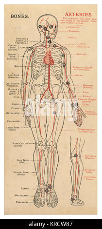 Un schéma du corps humain, avec des détails des os et des artères. Date : 1908 Banque D'Images