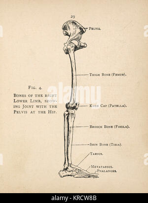 Diagramme de l'os de la jambe droite, montrant l'articulation avec le bassin de la hanche. Date : 1908 Banque D'Images