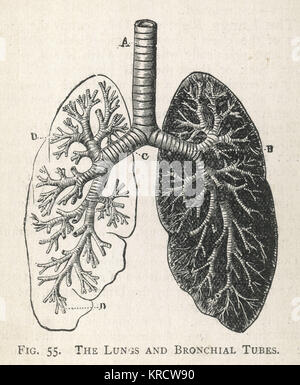 Schéma des poumons et des tubes bronchiques Banque D'Images