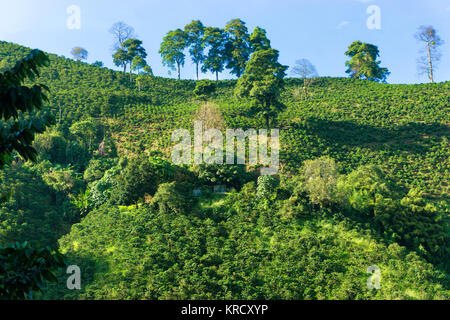 Collines couvertes de café Banque D'Images