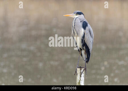 Héron cendré (Ardea cinerea) perché sur un post en bois partiellement submergé d'un point de masquer à la réserve faunique Warnham Horsham Royaume-uni, dans de la pluie. Banque D'Images