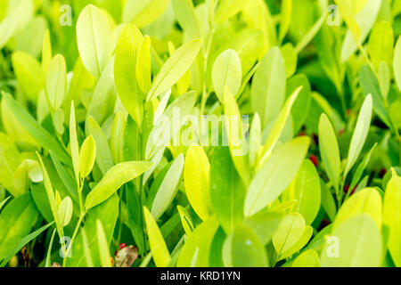 Les feuilles des plantes de coca Banque D'Images