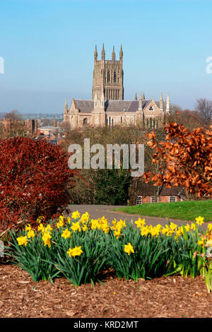 Vue de la cathédrale de Worcester, Worcestershire, près de la rivière Severn, un jour de printemps avec des jonquilles au premier plan. Son nom complet est la Cathédrale Eglise du Christ et la Bienheureuse Marie la Vierge de Worcester. Construit entre 1084 et 1504, il représente tous les styles d'architecture anglaise, du normand au gothique perpendiculaire. Banque D'Images