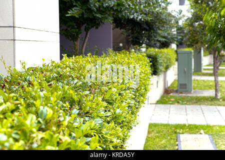 Immeuble haie sur trottoir avec arbres. D'extérieur de bâtiment architectural urbain avec de la végétation verte à Sydney, Australie. Banque D'Images