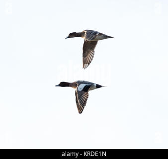 Deux Canards d'canards à l'envol Banque D'Images