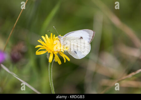 Petit papillon blanc ( Heterodera schachtii ) sur une fleur de pissenlit Banque D'Images