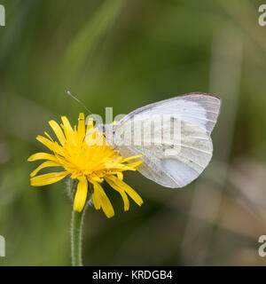 Petit papillon blanc ( Heterodera schachtii ) sur une fleur de pissenlit Banque D'Images