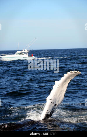 Baleine à bosse avec fin violer l'eau et voile en arrière-plan, banc Stellwagen Bank National Marine Sanctuary, Cape Cod, Massachusetts, USA Banque D'Images