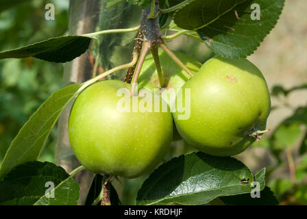 Patio Apple Tree Banque D'Images