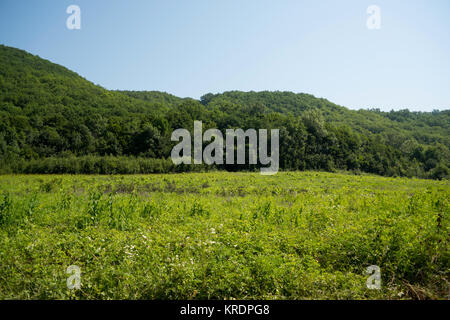 Route allant en montagnes et passe à travers le livre vert forêt ombragée dans le domaine Banque D'Images