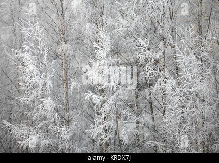 Le givre de l'hiver sur les branches d'un arbre Banque D'Images