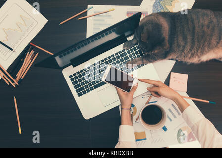 Concept de travail - fille avec son chat assintant au bureau Banque D'Images