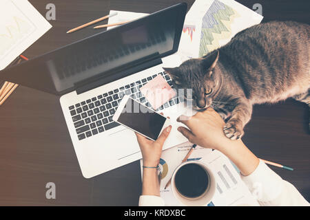 Concept de travail - fille avec son chat assintant au bureau Banque D'Images