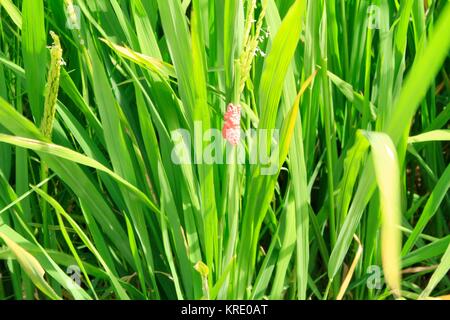 Les Escargots jaunes des œufs sur une plante de riz, Delta du Mékong, Vietnam Banque D'Images