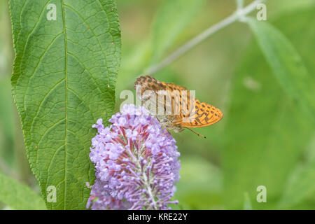 Silver-lavé fritillary (Argynnis paphia ). Sur un Buddleja ( ou Buddleia ), communément connu sous le nom de l'arbre aux papillons. Banque D'Images