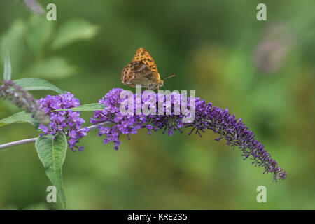 Silver-lavé fritillary (Argynnis paphia. Sur un Buddleja ( ou Buddleia ), communément connu sous le nom de l'arbre aux papillons, Banque D'Images