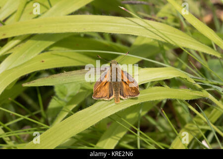 Grand Skipper (Ochlodes venata ou Ochlodes sylvanus) reposant , ailes ouvertes sur les feuilles des plantes Banque D'Images