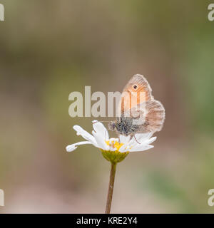 Meadow Brown Butterfly (Maniola jurtina) sur une marguerite Banque D'Images