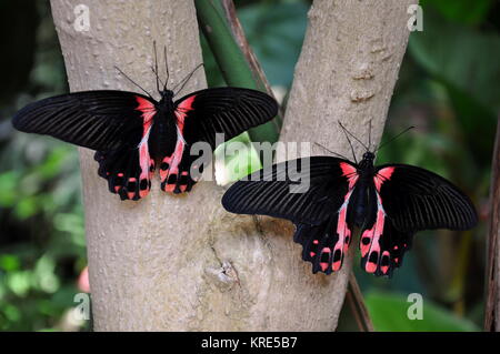 Une paire de papillons mormon cramoisi (écarlate) sur un arbre Banque D'Images