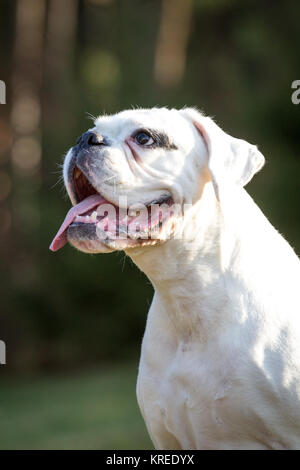 Femelle Boxer allemand blanc sur un froid matin d'hiver Banque D'Images