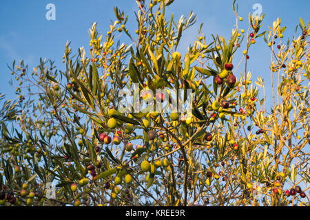 Culture et à la croissance d'olives de qualité dans les Pouilles. Banque D'Images