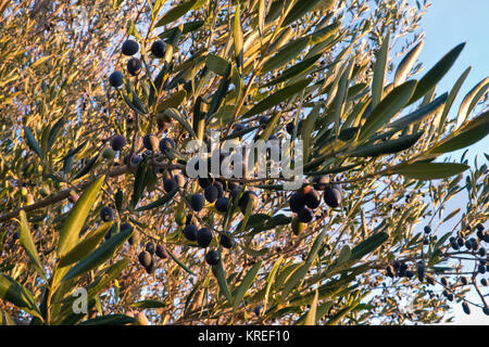 Culture et à la croissance d'olives de qualité dans les Pouilles. Banque D'Images