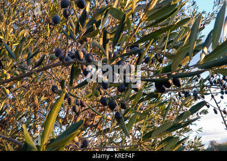 Culture et à la croissance d'olives de qualité dans les Pouilles. Banque D'Images