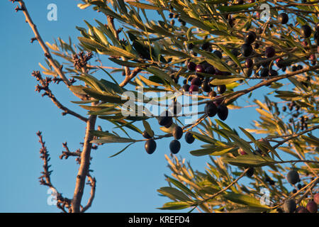 Culture et à la croissance d'olives de qualité dans les Pouilles. Banque D'Images