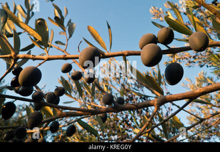 Culture et à la croissance d'olives de qualité dans les Pouilles. Banque D'Images