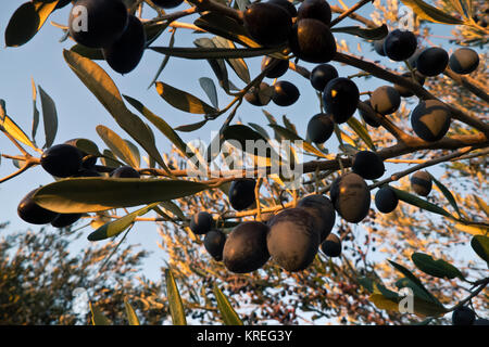 Culture et à la croissance d'olives de qualité dans les Pouilles. Banque D'Images