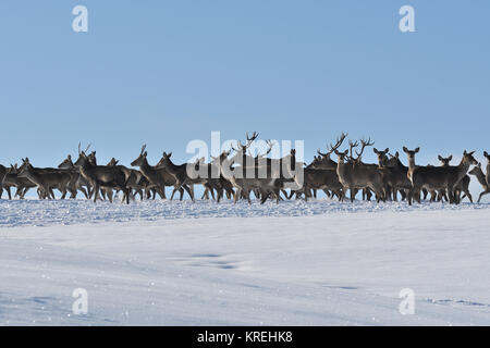 Balades en peau de cerf en hiver sur la neige Banque D'Images