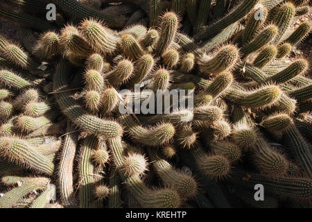 Cactus dans le jardin désert - Jardim Majorelle Marrakech Banque D'Images