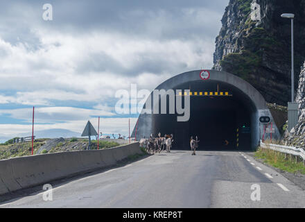 Rennes, près de l'entrée de l'Skarvbergtunnelen, Finnmark, Norvège Banque D'Images