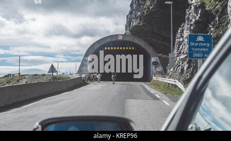 Rennes, près de l'entrée de l'Skarvbergtunnelen, Finnmark, Norvège Banque D'Images