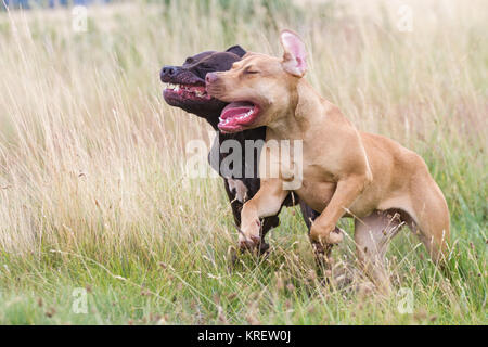 Black Bull-Terrier Américain de mine et du Groupe de Pit Bulldog jouant sur un pré à l'été Banque D'Images