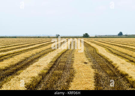 La récolte de riz a commencé sur le terrain. Banque D'Images