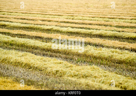 La récolte de riz a commencé sur le terrain. Banque D'Images