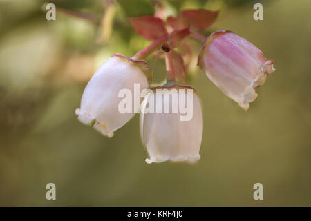 (Vaccinium corymbosum 'Earliblue') Banque D'Images