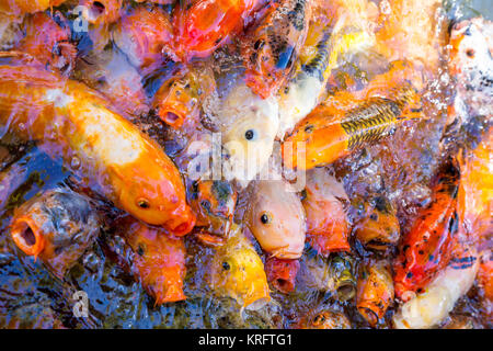 Décoration de couleur chine carps koi in pool Banque D'Images