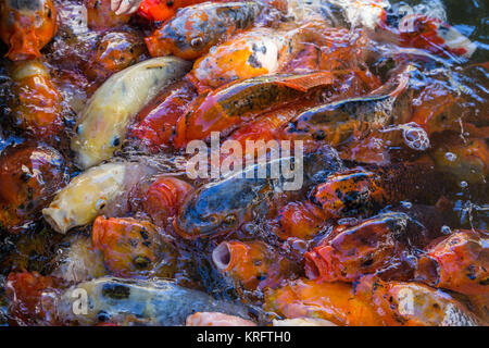 Décoration de couleur chine carps koi in pool Banque D'Images