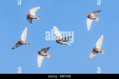 Troupeau de pigeons sauvages (Columba livia domestica) battant contre le ciel bleu en hiver dans le West Sussex, Angleterre, Royaume-Uni. Banque D'Images